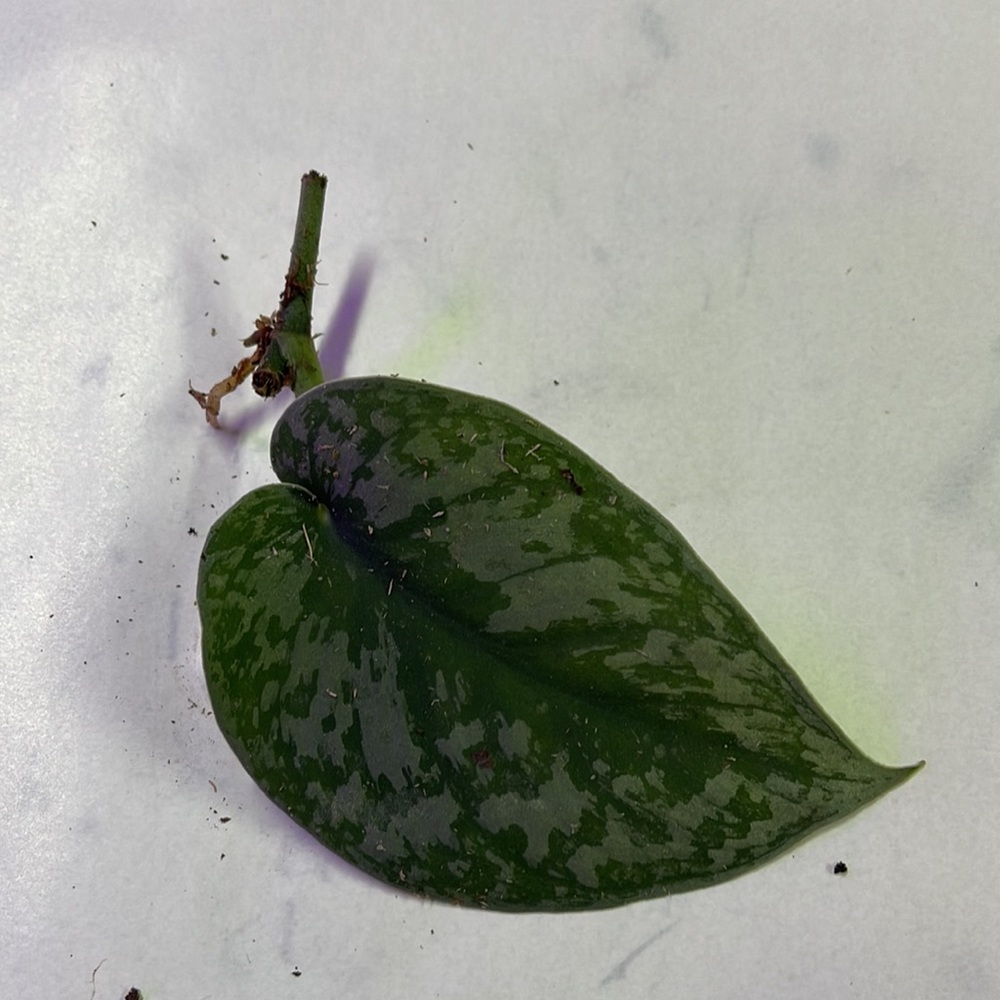 Rooted Scindapsus - Picture 3 of 3